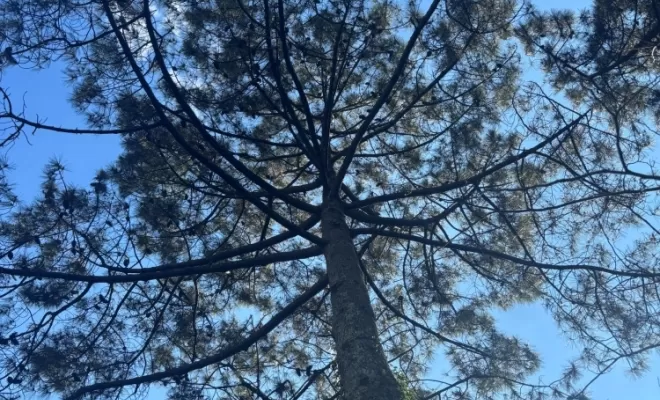 Nettoyage de bois mort sur des pins à Biarritz, Biarritz, L'ArtBoriste