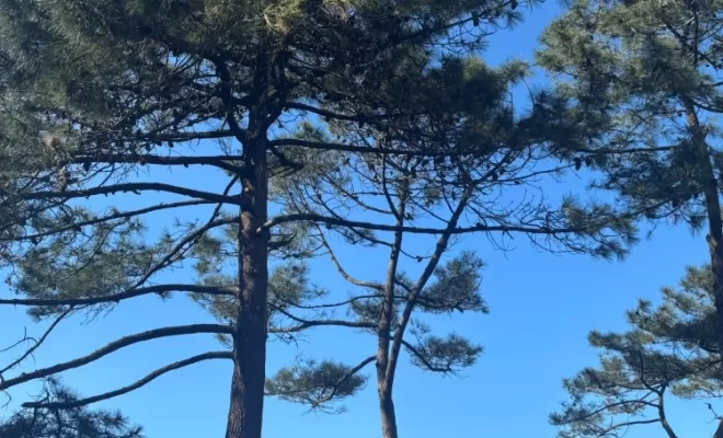 Nettoyage de bois mort sur des pins à Biarritz, Biarritz, L'ArtBoriste