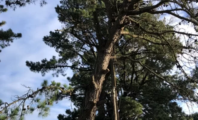 Démontage d'un arbre en nacelle sur Biarritz, Biarritz, L'ArtBoriste