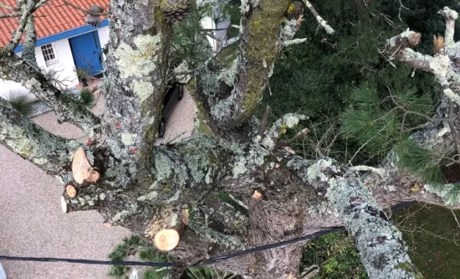 Démontage d'un arbre en nacelle sur Biarritz, Biarritz, L'ArtBoriste