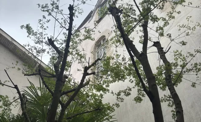 Intervention d'élagage à Bayonne pour un espace lumineux, Biarritz, L'ArtBoriste