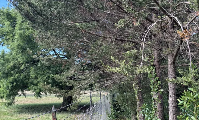 Élagage et remise en état d'une haie de cyprès à Capbreton, Biarritz, L'ArtBoriste