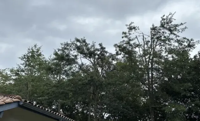Démontage d'un arbre à Bayonne, Biarritz, L'ArtBoriste