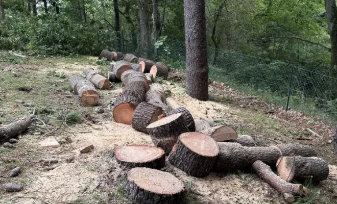 Démontage d'un arbre à Bayonne, Biarritz, L'ArtBoriste