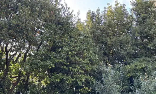 Travail d'élagage à Biarritz : une lumière retrouvée grâce à L'ArtBoriste, Biarritz, L'ArtBoriste