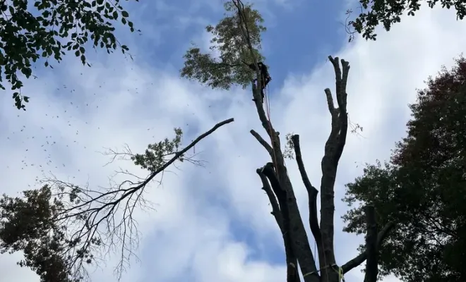 Démontage d'un chêne des marais menaçant à Bayonne, Biarritz, L'ArtBoriste